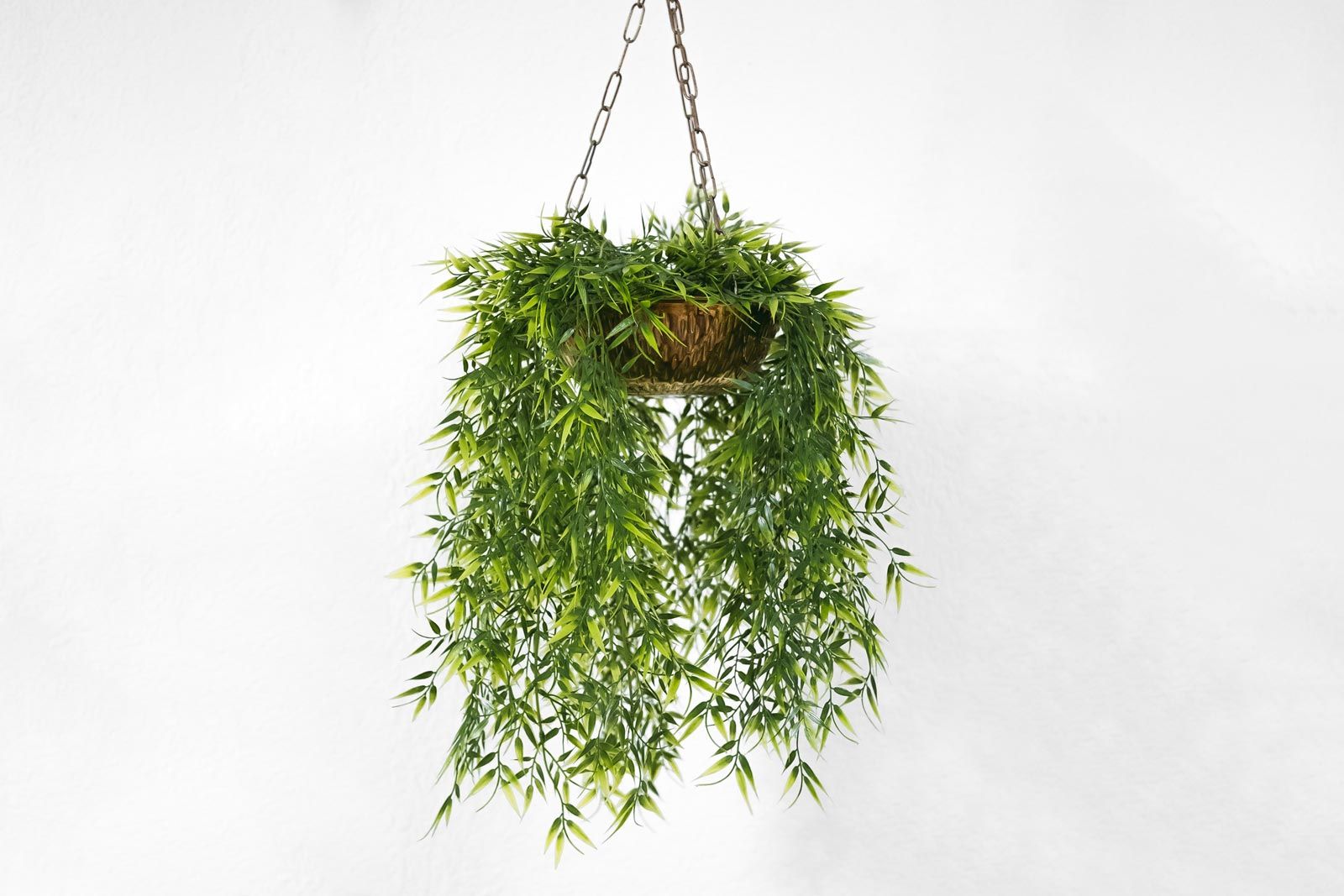 Image of: Plants