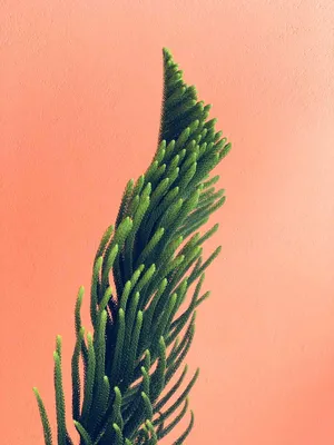 Image of: Fern Blechnum Gibbum