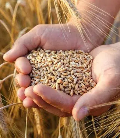 Image of: Wheat