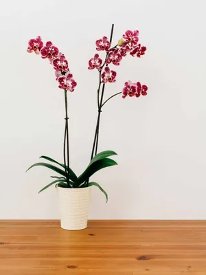 Image of: Orchid