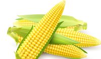 Image of: Maize